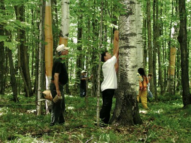 Investigate how Ojibwe people use paper birch.